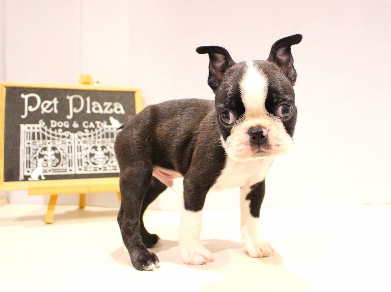 ボストンテリア25-1026