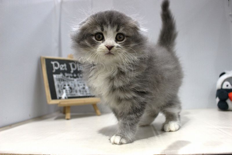 スコティシュフォールド25-1037