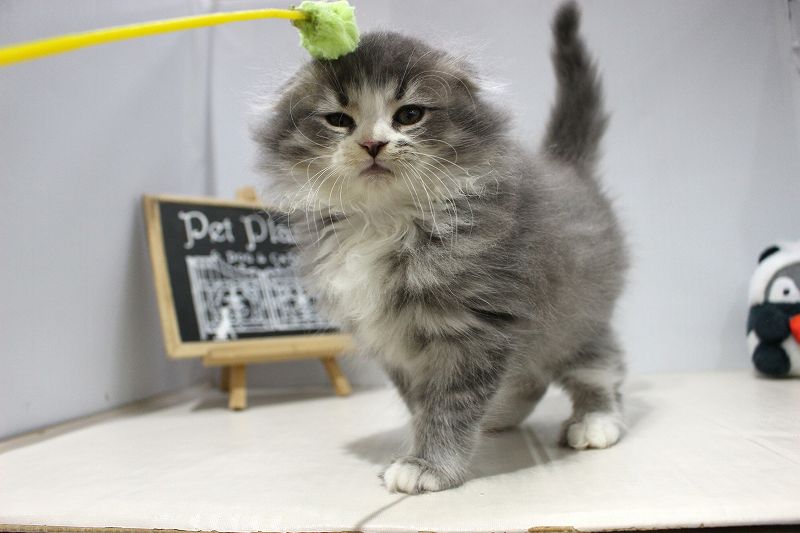 スコティシュフォールド25-1037