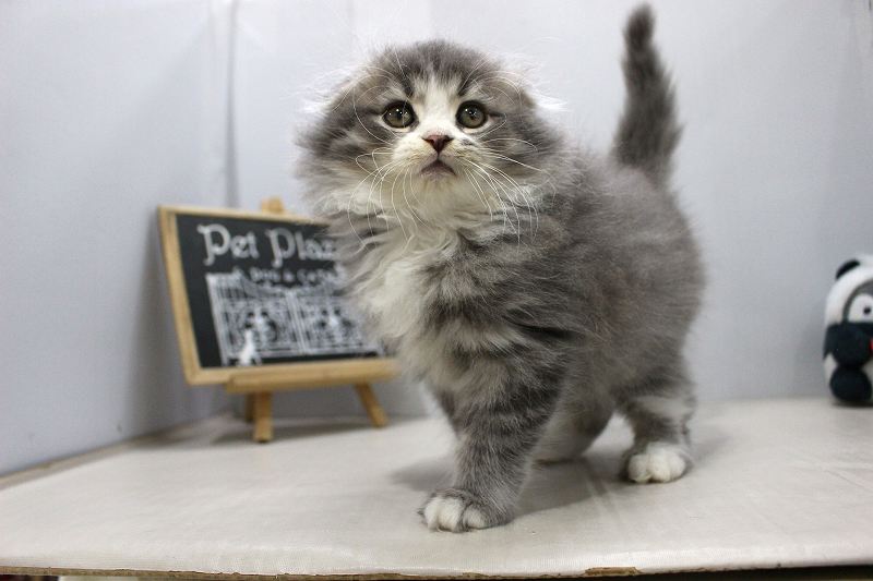 スコティシュフォールド25-1037