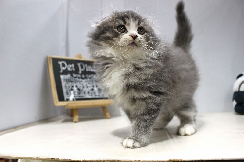 スコティシュフォールド25-1037