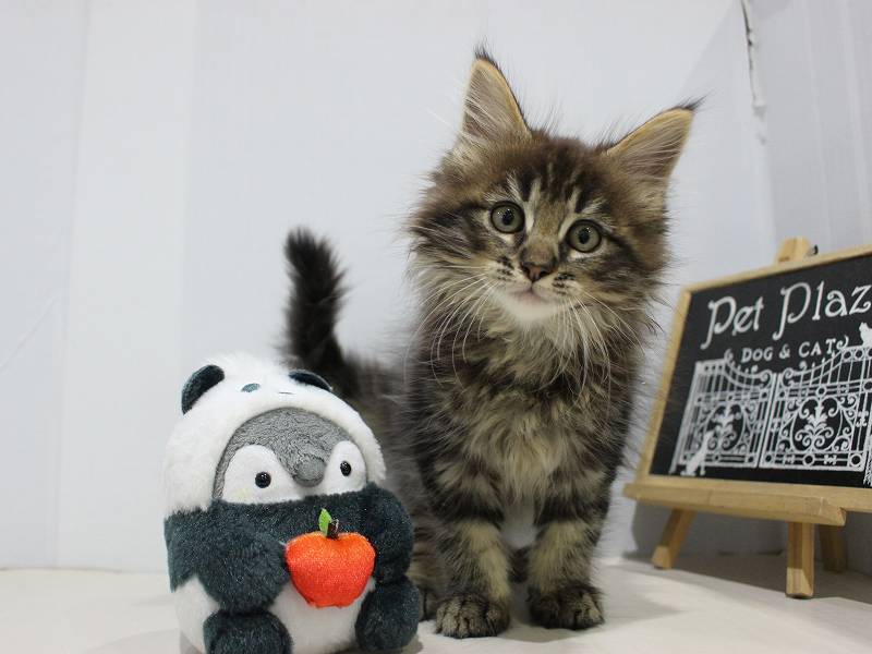 メインクーン25-1069