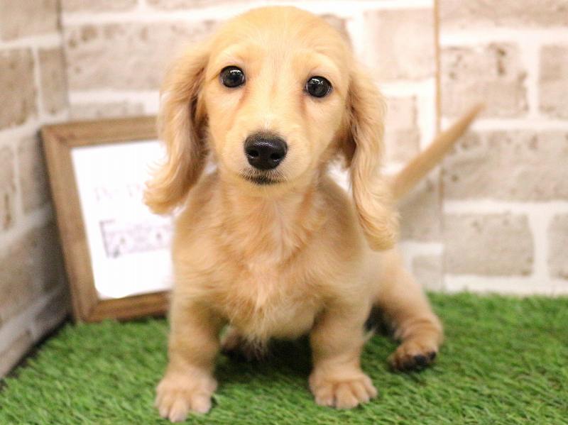 ミニチュアダックスフンド25-0976