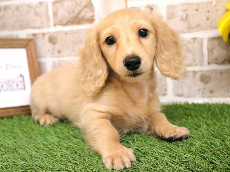 ミニチュアダックスフンド25-0976