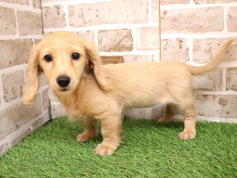 ミニチュアダックスフンド25-0976