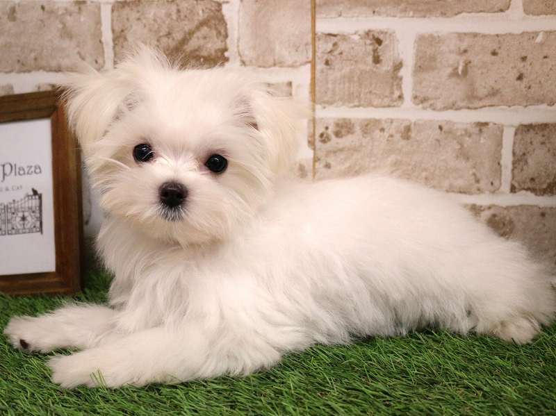 マルチーズ25-0807