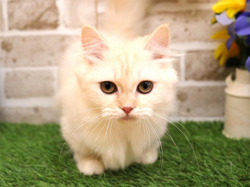 ミヌエット25-0868