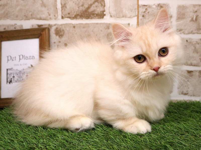 ミヌエット25-0868