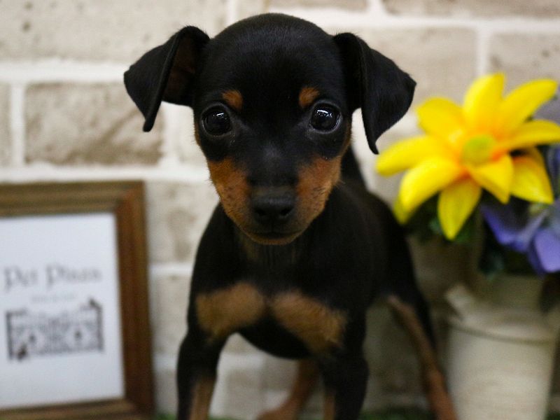 ミニチュアピンシャー25-0995