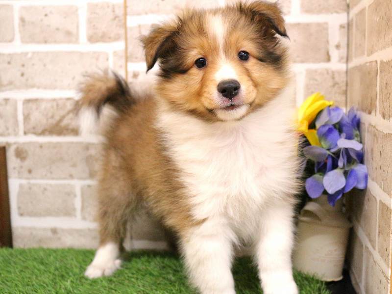 シェットランドシープドック25-1006