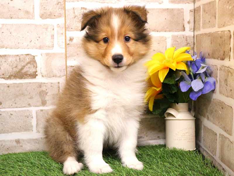 シェットランドシープドック25-1006