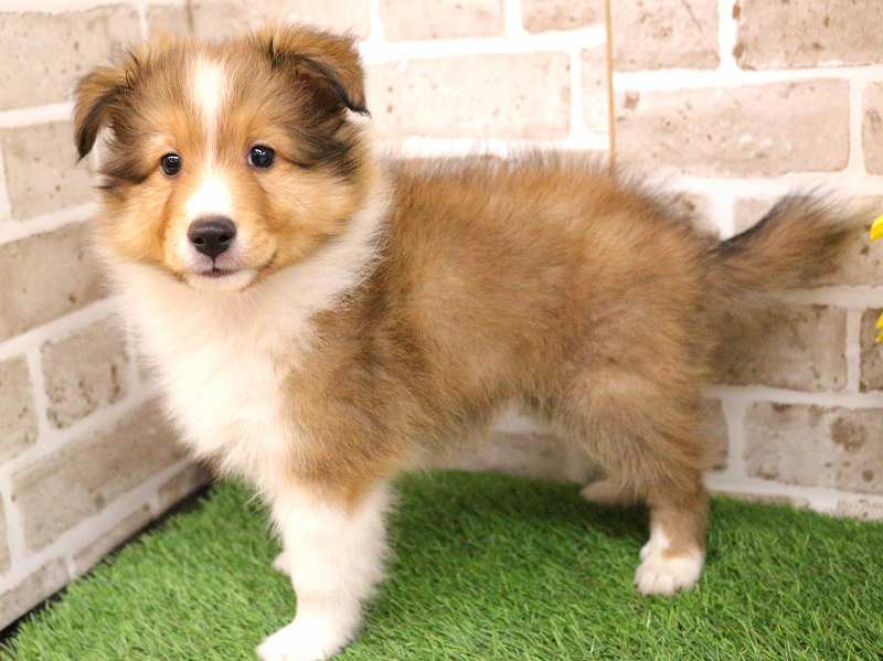 シェットランドシープドック25-1006