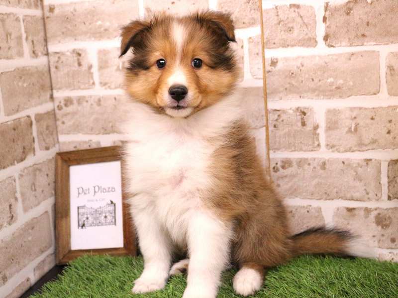 シェットランドシープドック25-1006