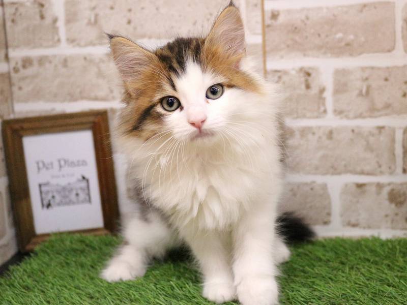 サイベリアン25-1012