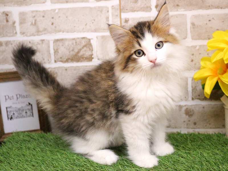 サイベリアン25-1012