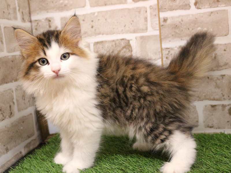 サイベリアン25-1012