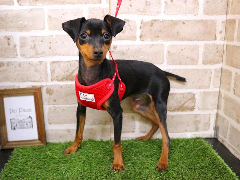 ミニチュアピンシャー25-0995