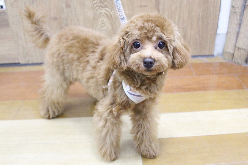 トイプードル25-0985