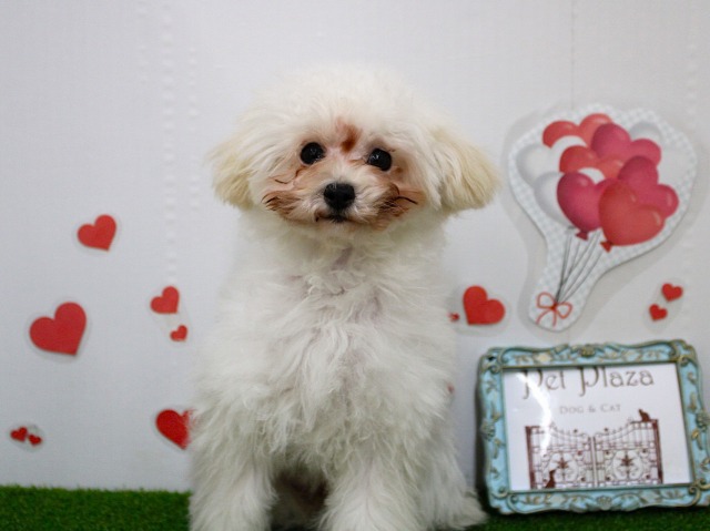 トイプードル25-1064