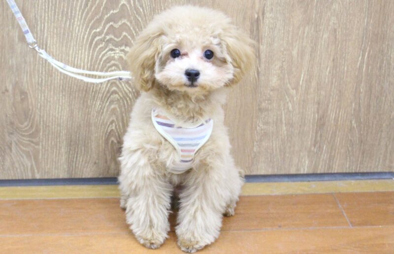 トイプードル25-1048