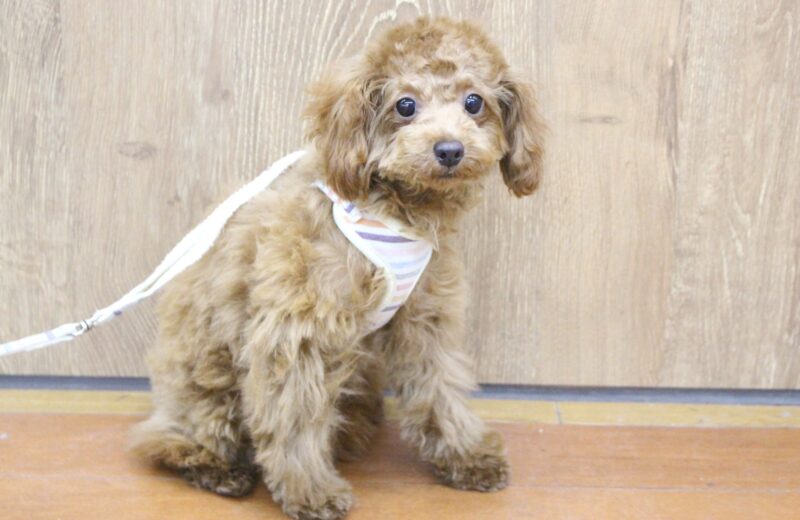 トイプードル25-0985