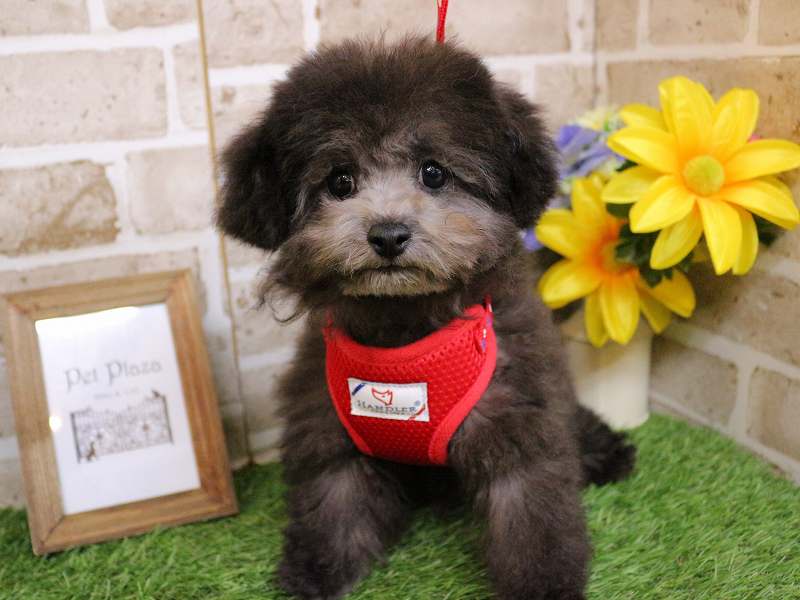 トイプードル25-1053