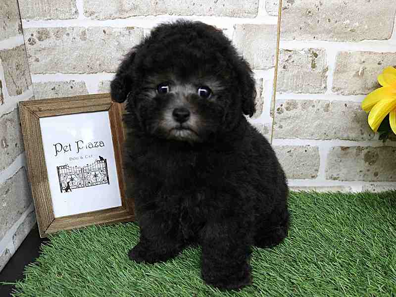 トイプードル25-1053