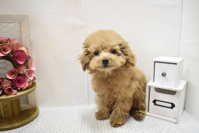 トイプードル25-1077