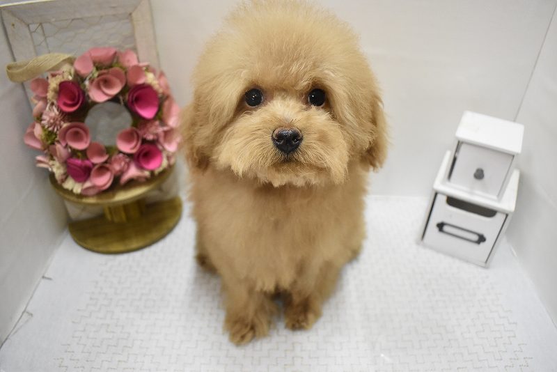 トイプードル25-1077