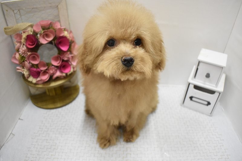 トイプードル25-1077