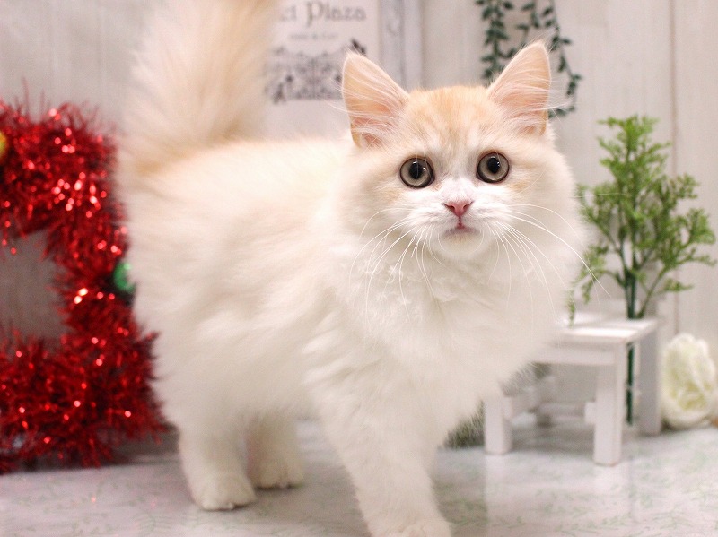 ラガマフィン25-1099