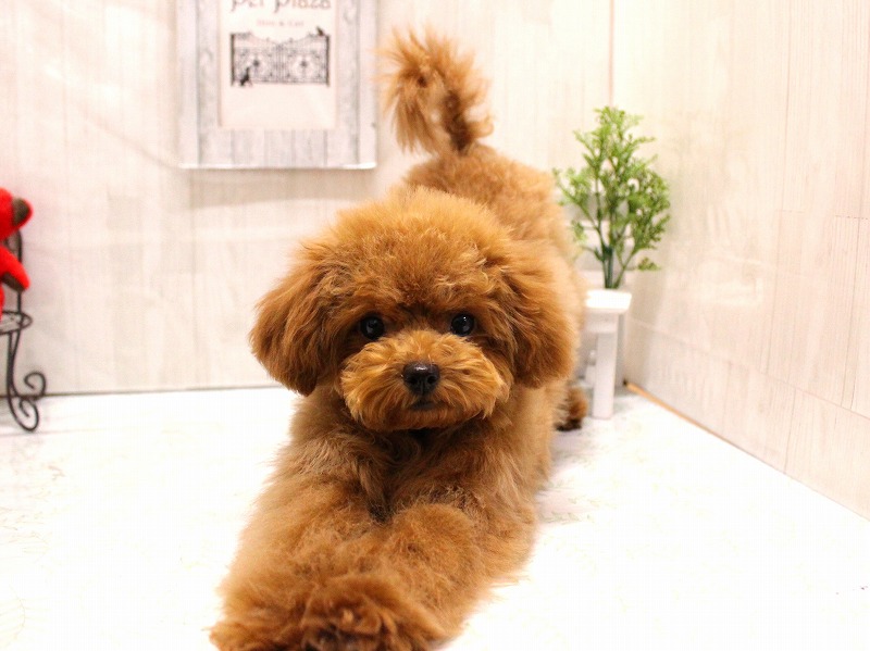 トイプードル25-1101