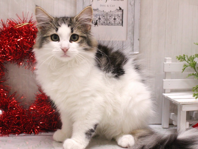 ノルウェージャンフォレストキャット25-1105