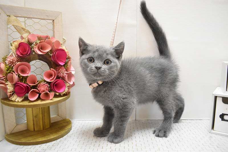 ブリティッシュショートヘア25-1108