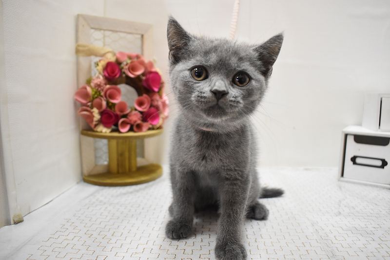 ブリティッシュショートヘア25-1108