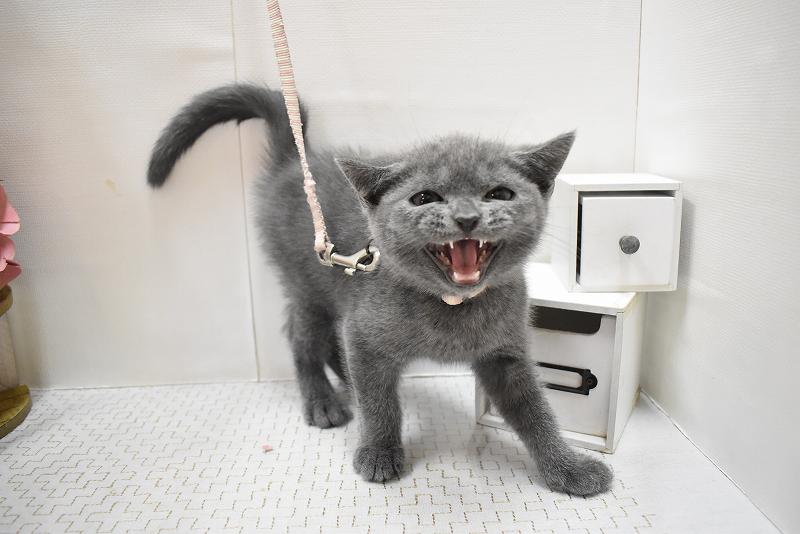 ブリティッシュショートヘア25-1108