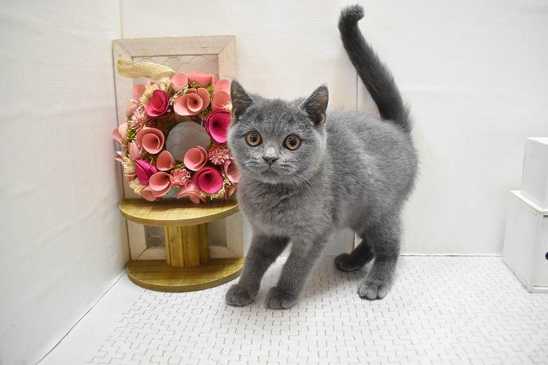 ブリティッシュショートヘア25-1108