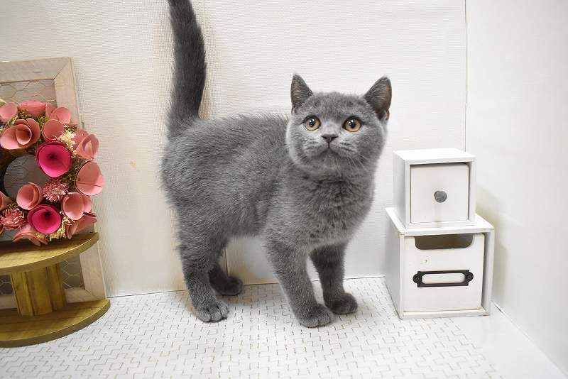 ブリティッシュショートヘア25-1108