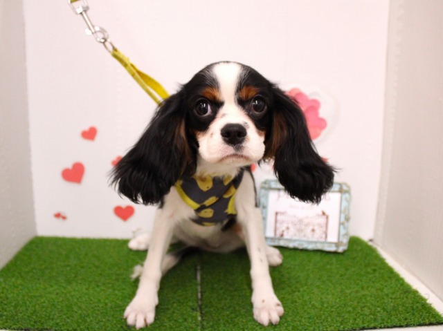 キャバリアキングチャールズスパニエル25-1109