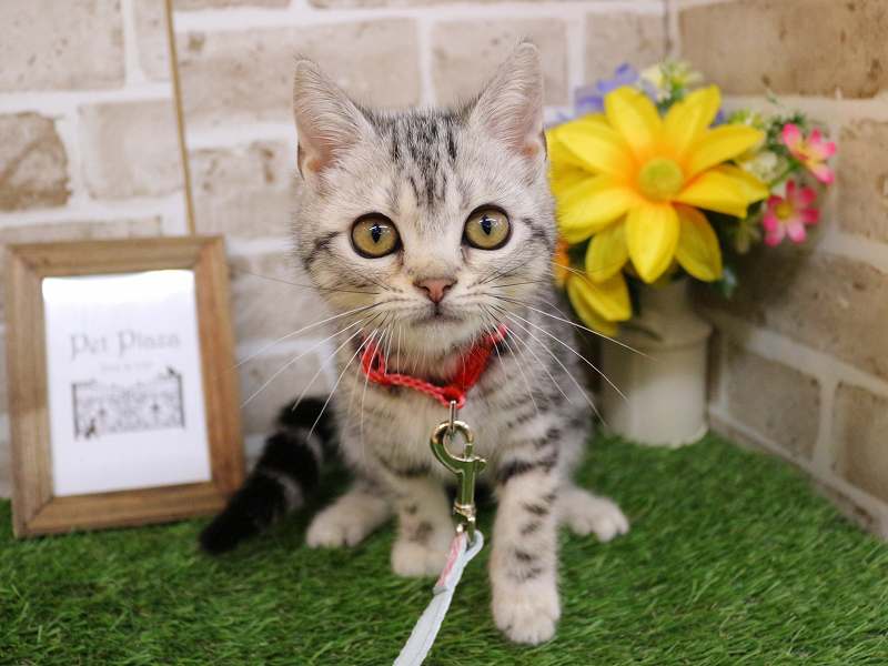 アメリカンショートヘアー25-1123