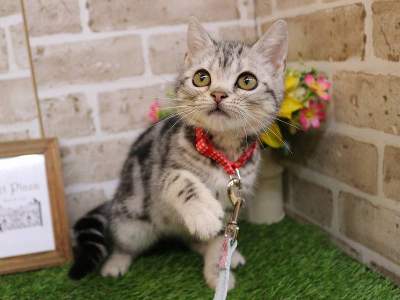 アメリカンショートヘアー25-1123