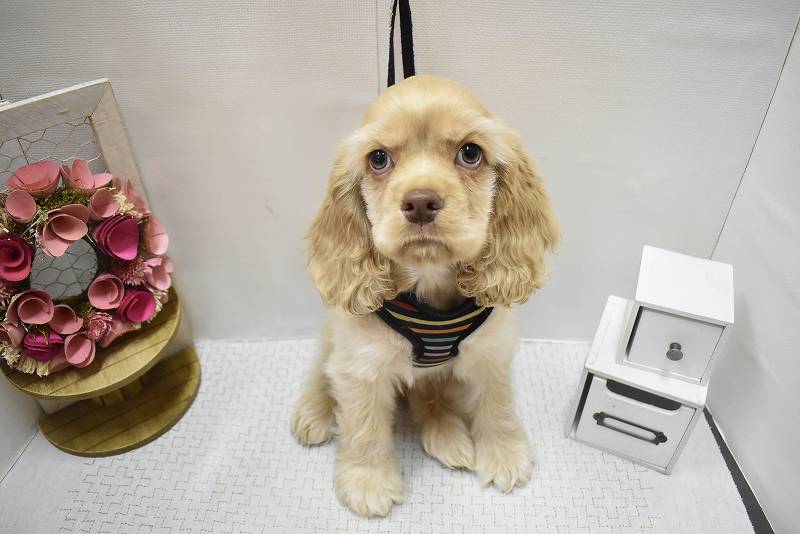 アメリカンコッカースパニエル25-1127