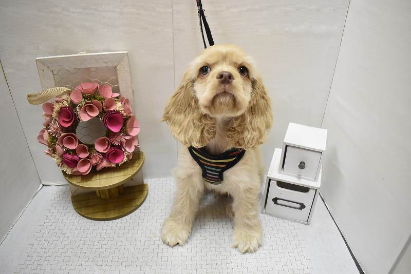 アメリカンコッカースパニエル25-1127