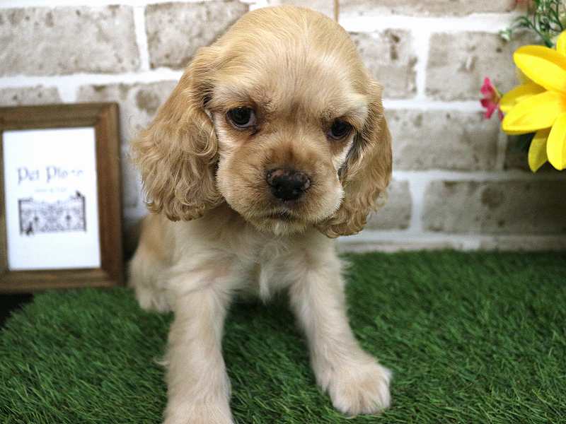 アメリカンコッカースパニエル25-1130