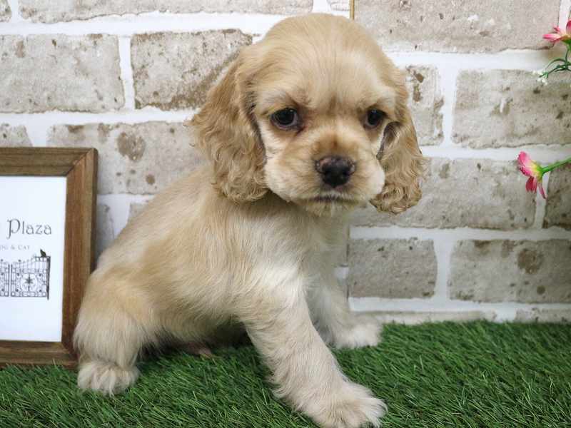 アメリカンコッカースパニエル25-1130