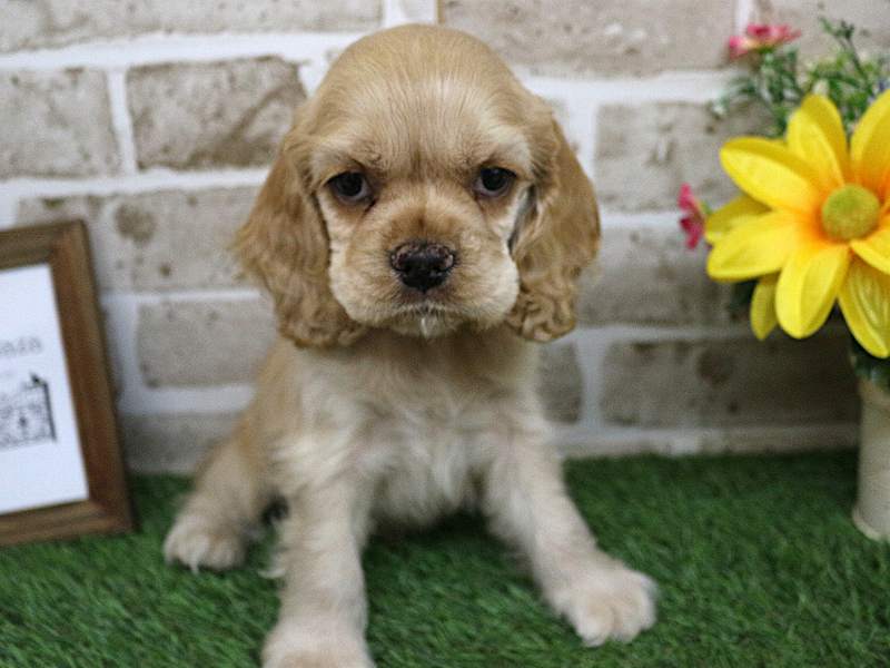 アメリカンコッカースパニエル25-1130