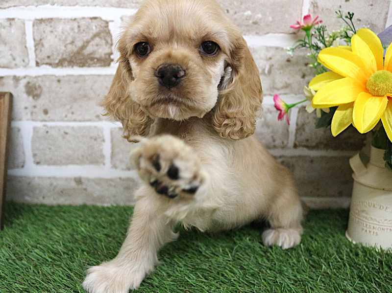 アメリカンコッカースパニエル25-1130