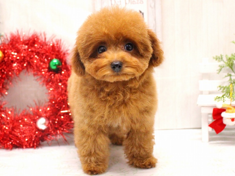 トイプードル25-1147