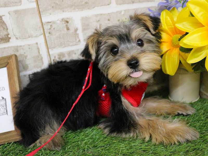 ヨークシャーテリア25-1148