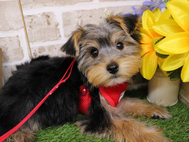 ヨークシャーテリア25-1148